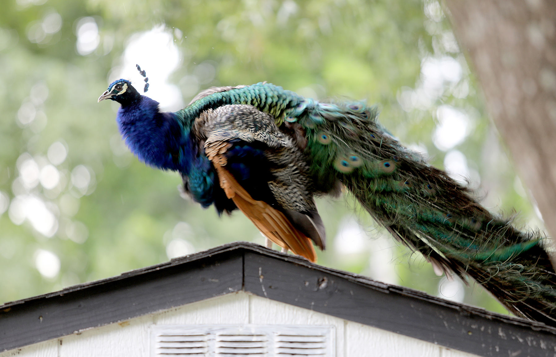 713Peacock_JM15.JPG